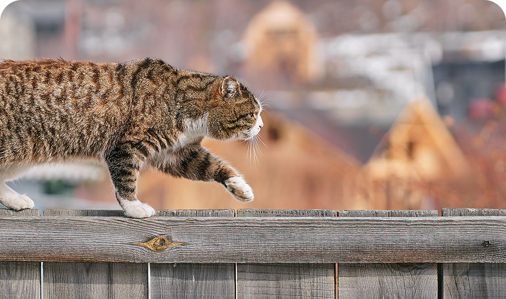 Продление дачной амнистии и другие изменения законодательства о недвижимости.jpg
